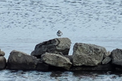 20230424_163239-Copy